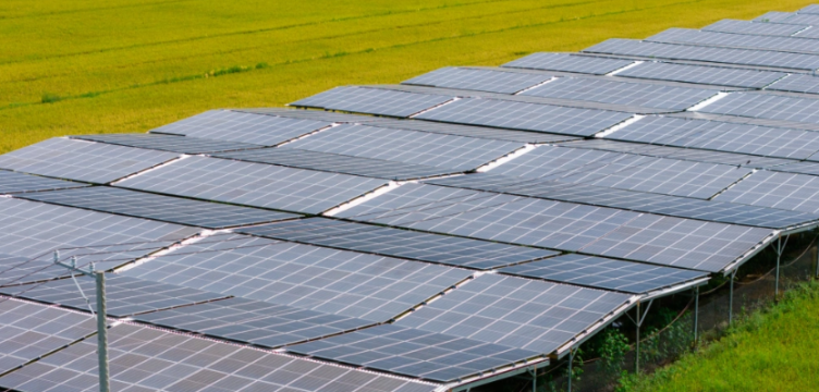 Trang trại lắp điện mặt trời có thể thu lợi nhuận một tỷ đồng mỗi ha